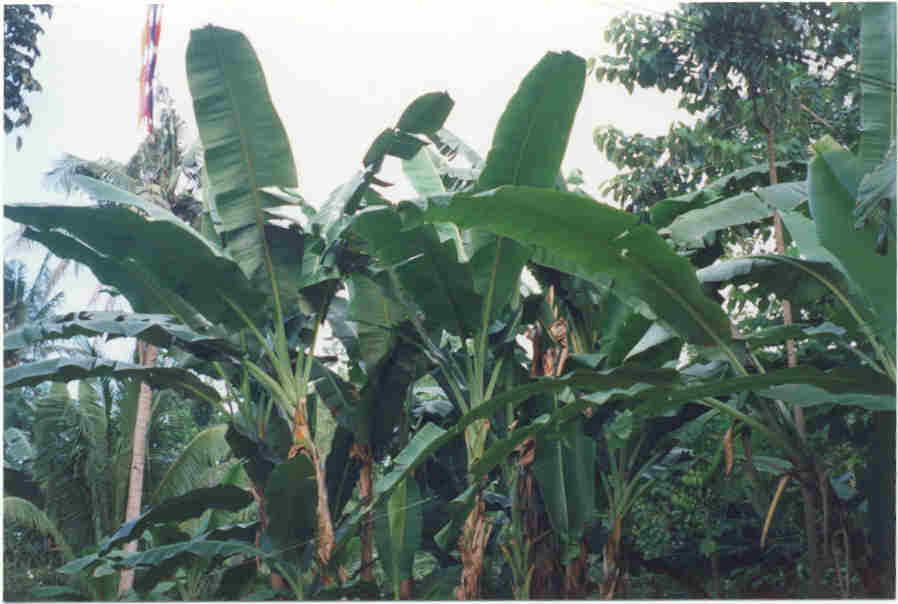 banana_tree.jpg (41151 bytes)