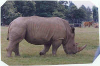 w_rhino.jpg (21241 bytes)